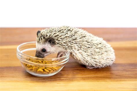 What do hedgehogs eat. Things To Know About What do hedgehogs eat. 